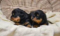 Rotvajler štěně, Rottweiler štěně prodáme štěňata s PP