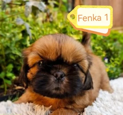 Shih-tzu štěňátka bez PP