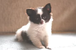 čivava dlouhosrstá s PP fenka