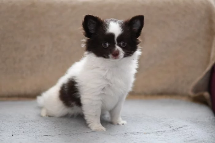 čivava dlouhosrstá s PP fenka