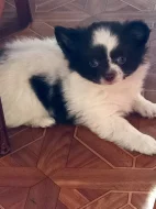 čivava dlouhosrstá s PP fenka
