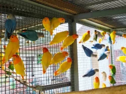 Agapornis ružovohrdly opalin