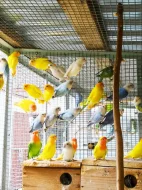 Agapornis ružovohrdly opalin