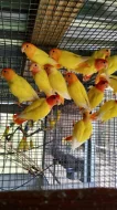 Agapornis ružovohrdly opalin