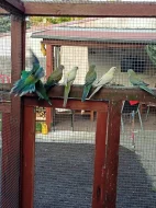 Prodám papoušky zpěvavé