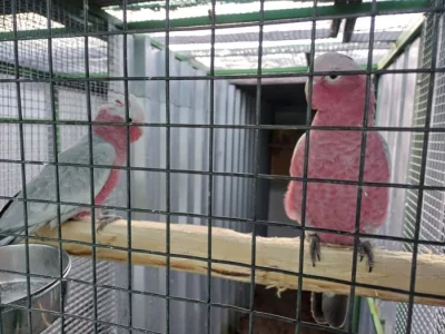 Kakadu růžový, letošní jarní štěpitelní samci sDNA