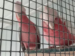Kakadu růžový, letošní jarní štěpitelní samci sDNA