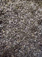 Jarní řepka 18, černá slunečnice 17,5