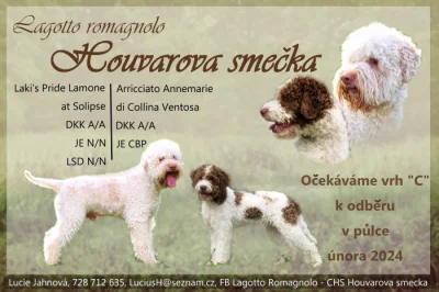Lagotto romagnolo s PP