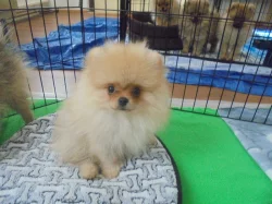 Pomeranian s PP