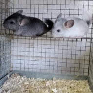 Činčilí mlaďata.
