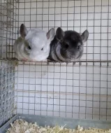 Činčilí mlaďata.