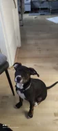 Prodám fenku Pitbull starou 4 měsíce