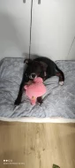 Prodám fenku Pitbull starou 4 měsíce