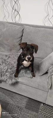 Prodám fenku Pitbull starou 4 měsíce
