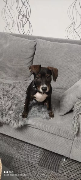 Prodám fenku Pitbull starou 4 měsíce