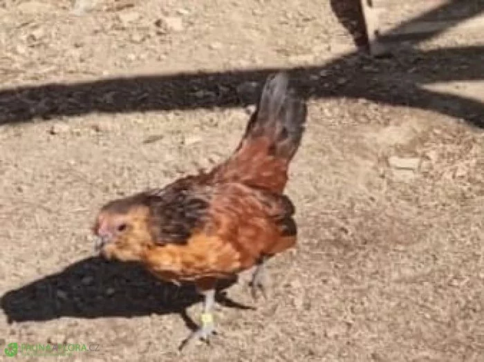 Antverpský vousáč