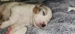 Australský ovčák s PP
