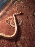 Hroznýš královský sunglow