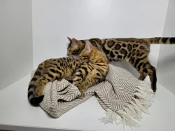 Bengálská koťata s PP - kocouři