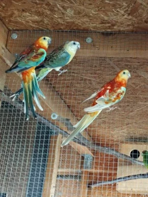 Prodám Papoušky Zpěvavé (Opalino)