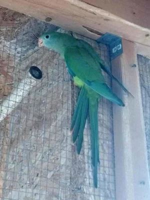 Prodám samice - Papoušek Nádherný