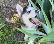 Sibiřský husky