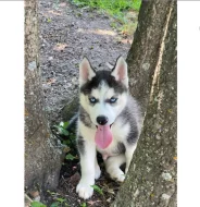 Sibiřský husky