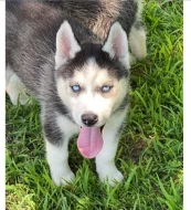 Sibiřský husky