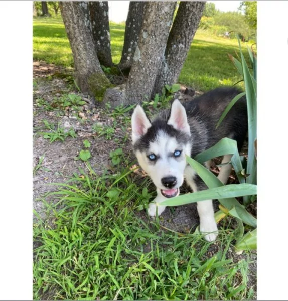 Sibiřský husky