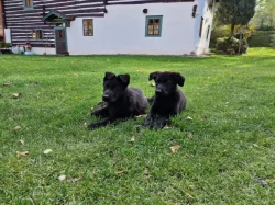 Pejsek k odběru ihned