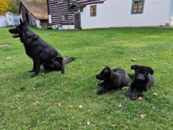 Pejsek k odběru ihned