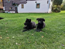 Pejsek k odběru ihned