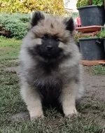 Německý špic vlčí / Keeshond prodám štěňata s PP