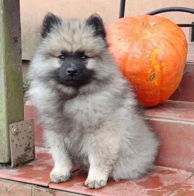 Německý špic vlčí / Keeshond prodám štěňata s PP