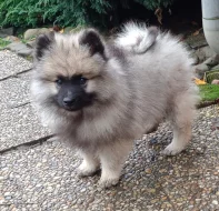 Německý špic vlčí / Keeshond prodám štěňata s PP