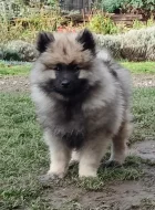 Německý špic vlčí / Keeshond prodám štěňata s PP