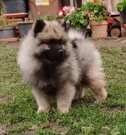 Německý špic vlčí / Keeshond prodám štěňata s PP