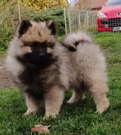 Německý špic vlčí / Keeshond prodám štěňata s PP