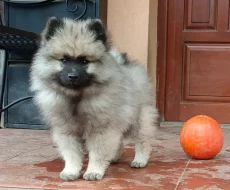 Německý špic vlčí / Keeshond prodám štěňata s PP