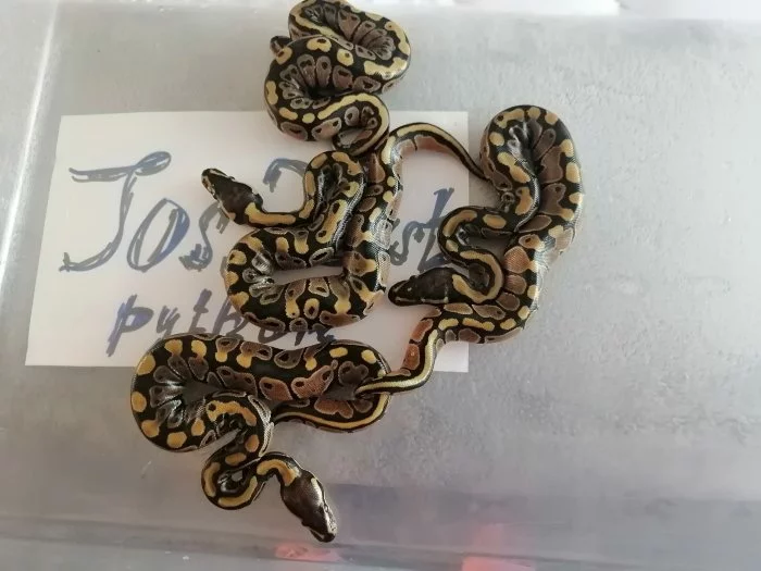 Python regius -krajta královská