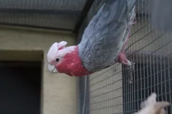 Kakadu růžový a žako