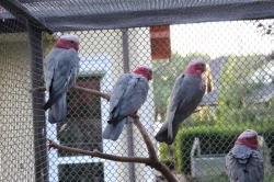 Kakadu růžový a žako