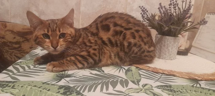 Prodám koťátka Bengál čistokrevná