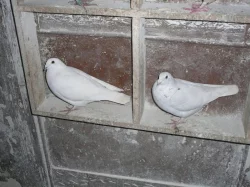 Poštovní holubi