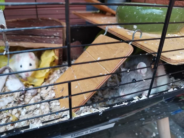 Dvě potkaní samice zdarma