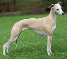 Vipet/whippet - vymazlená štěňátka s PP