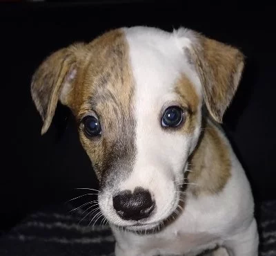 Vipet/whippet - vymazlená štěňátka s PP