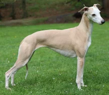 Vipet/whippet - vymazlená štěňátka s PP
