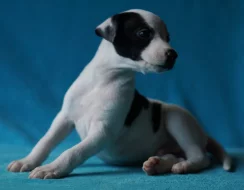 Vipet/whippet - vymazlená štěňátka s PP